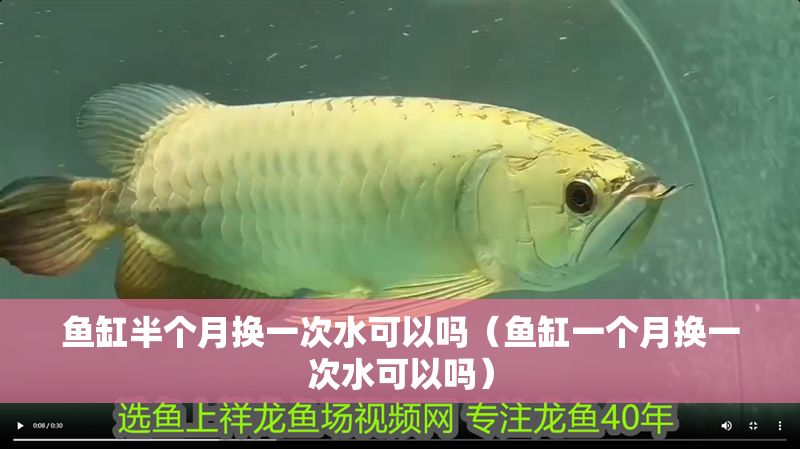 魚缸半個月換一次水可以嗎（魚缸一個月換一次水可以嗎） 魚缸半個月換一次水可以嗎（魚缸一個月換一次水可以嗎） 龍魚百科 第1張