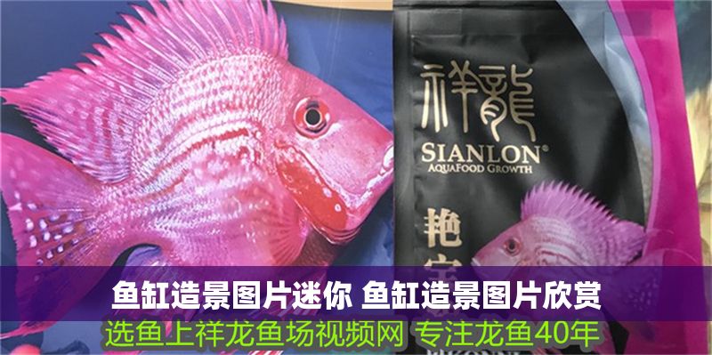 魚缸造景圖片迷你 魚缸造景圖片欣賞