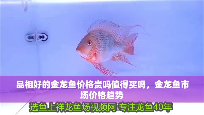 品相好的金龍魚價格貴嗎值得買嗎，金龍魚市場價格趨勢