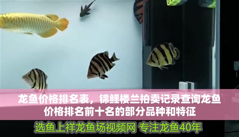 龍魚價格排名表，錦鯉樓蘭拍賣記錄查詢龍魚價格排名前十名的部分品種和特征