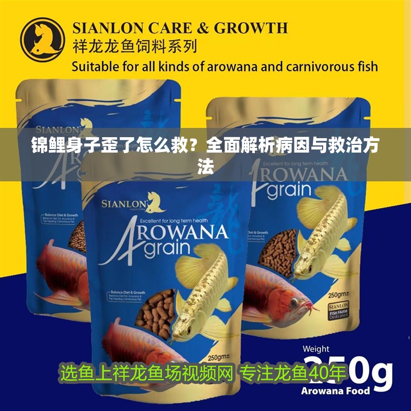 錦鯉身子歪了怎么救？全面解析病因與救治方法