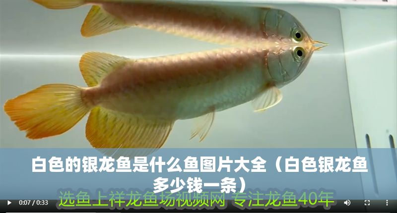 白色的銀龍魚是什么魚圖片大全（白色銀龍魚多少錢一條） 白色的銀龍魚是什么魚圖片大全（白色銀龍魚多少錢一條） 龍魚百科 第1張