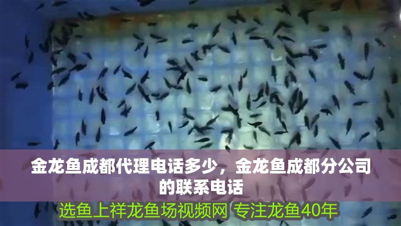 金龍魚成都代理電話多少，金龍魚成都分公司的聯系電話