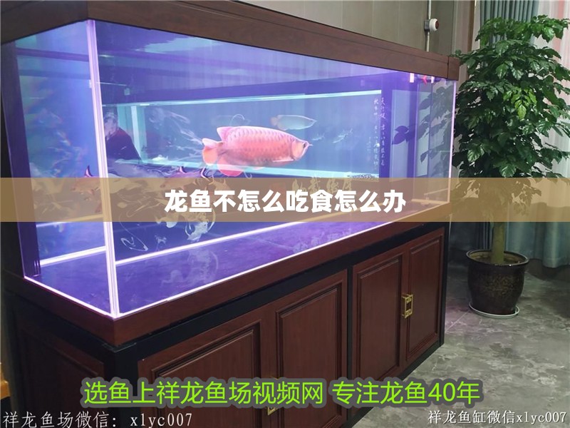 龍魚不怎么吃食怎么辦 龍魚不怎么吃食怎么辦 龍魚百科 第1張