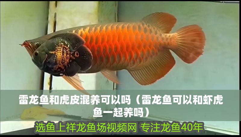 雷龍魚和虎皮混養可以嗎（雷龍魚可以和蝦虎魚一起養嗎）