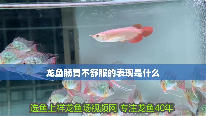 龍魚(yú)腸胃不舒服的表現(xiàn)是什么