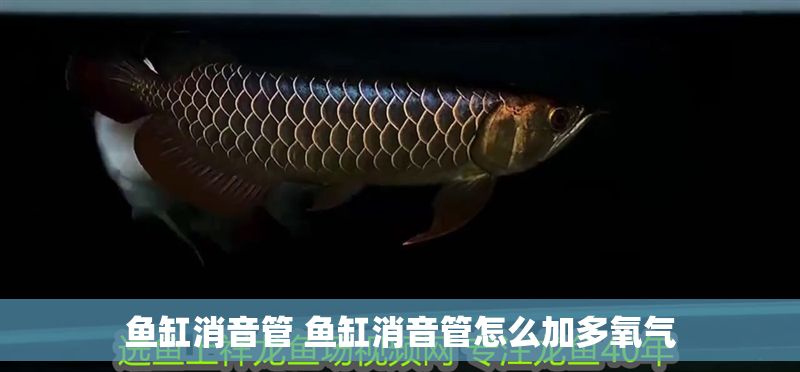 魚缸消音管 魚缸消音管怎么加多氧氣