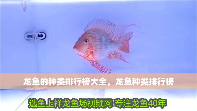 龍魚的種類排行榜大全，龍魚種類排行榜
