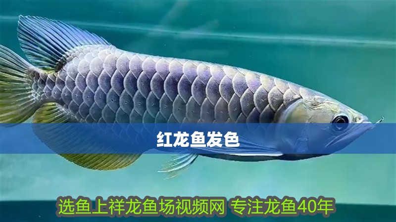 紅龍魚發色