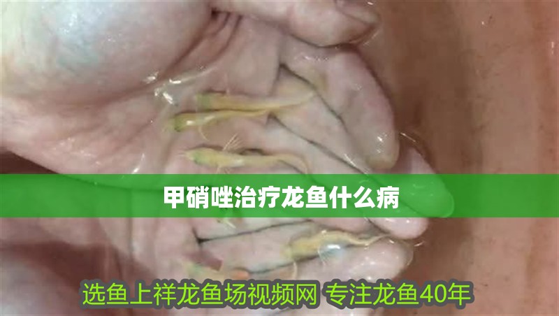 甲硝唑治療龍魚什么病