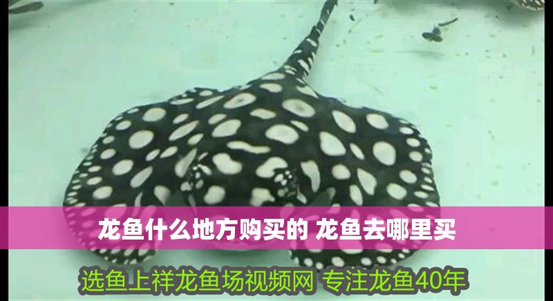 龍魚什么地方購買的 龍魚去哪里買