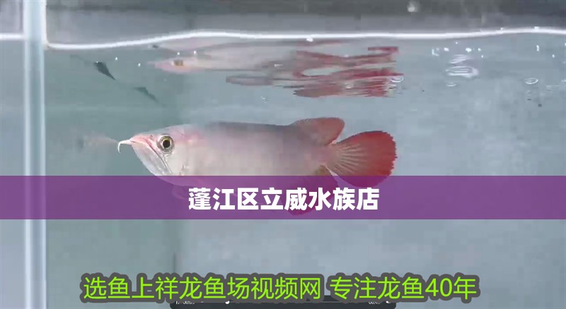蓬江區立威水族店