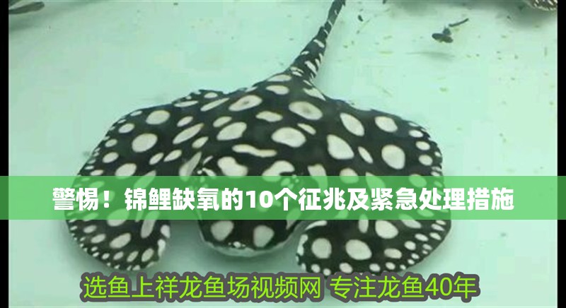 警惕！錦鯉缺氧的10個征兆及緊急處理措施
