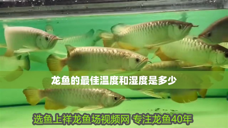 龍魚的最佳溫度和濕度是多少 龍魚的最佳溫度和濕度是多少 龍魚百科 第1張