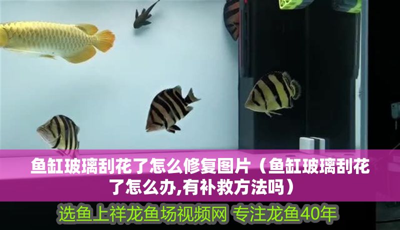 魚缸玻璃刮花了怎么修復圖片（魚缸玻璃刮花了怎么辦,有補救方法嗎）