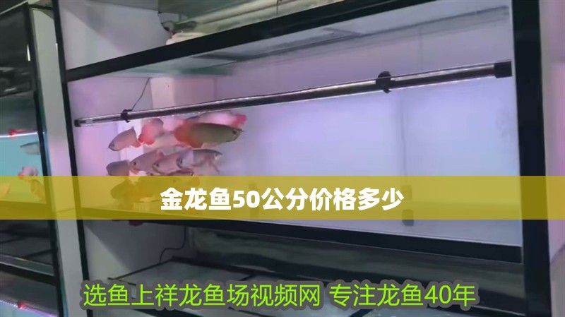 金龍魚50公分價格多少 金龍魚50公分價格多少 龍魚百科 第1張