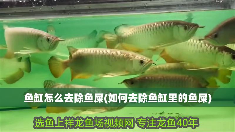 魚缸怎么去除魚屎(如何去除魚缸里的魚屎)