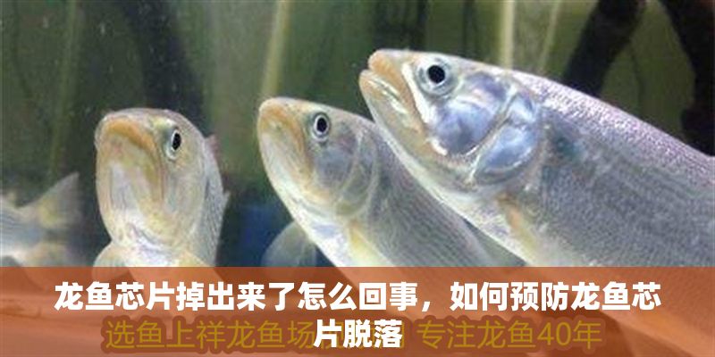 龍魚芯片掉出來了怎么回事，如何預防龍魚芯片脫落
