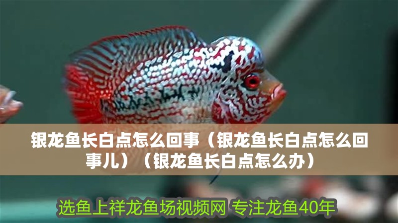 銀龍魚長白點怎么回事（銀龍魚長白點怎么回事兒）（銀龍魚長白點怎么辦）