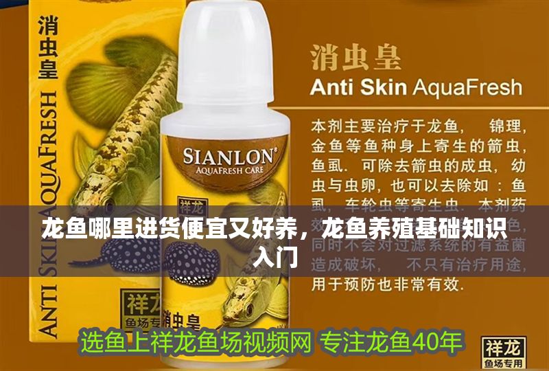 龍魚哪里進貨便宜又好養，龍魚養殖基礎知識入門