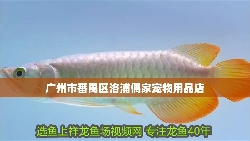 廣州市番禺區洛浦偶家寵物用品店