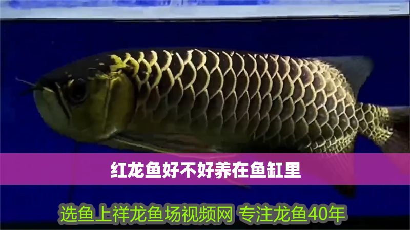 紅龍魚好不好養在魚缸里 紅龍魚好不好養在魚缸里 龍魚百科 第1張