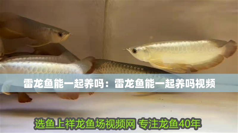 雷龍魚能一起養嗎：雷龍魚能一起養嗎視頻