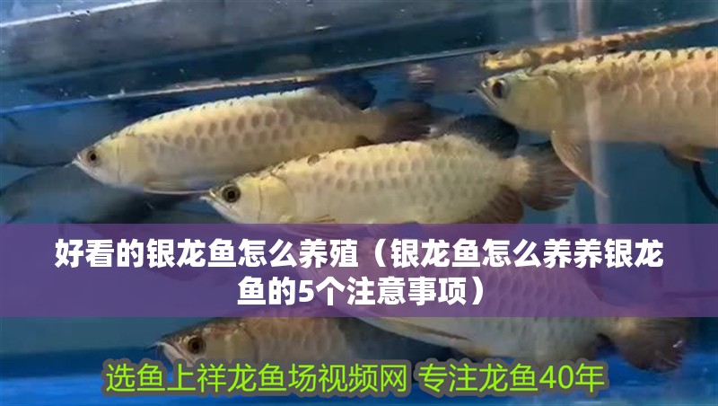 好看的銀龍魚怎么養殖（銀龍魚怎么養養銀龍魚的5個注意事項） 好看的銀龍魚怎么養殖（銀龍魚怎么養養銀龍魚的5個注意事項） 龍魚百科 第1張