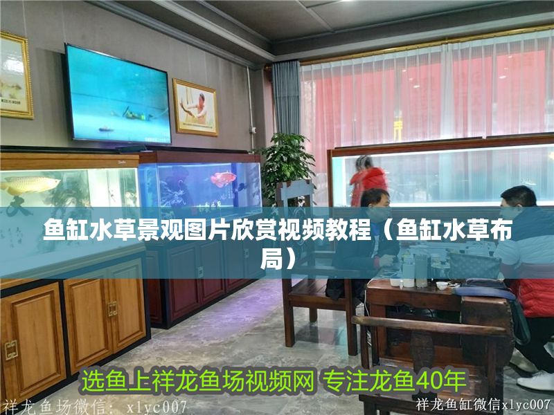 魚(yú)缸水草景觀圖片欣賞視頻教程（魚(yú)缸水草布局）