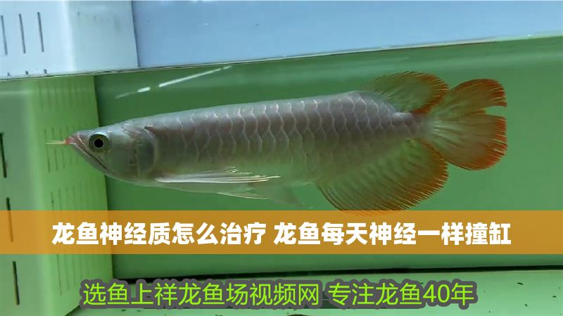 龍魚神經質怎么治療 龍魚每天神經一樣撞缸 龍魚神經質怎么治療 龍魚每天神經一樣撞缸 龍魚百科 第1張