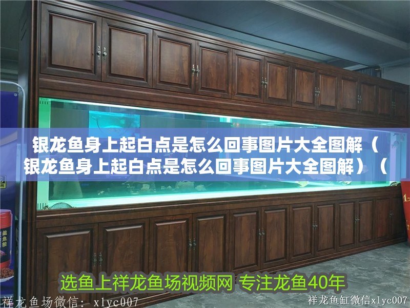 銀龍魚身上起白點是怎么回事圖片大全圖解（銀龍魚身上起白點是怎么回事圖片大全圖解）（銀龍魚身上起白點怎么辦） 銀龍魚身上起白點是怎么回事圖片大全圖解（銀龍魚身上起白點是怎么回事圖片大全圖解）（銀龍魚身上起白點怎么辦） 銀龍魚百科