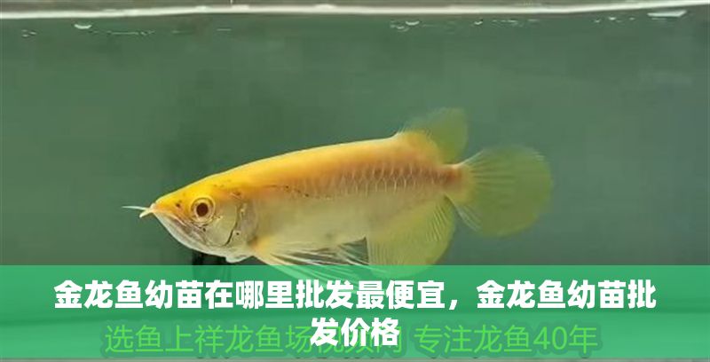 金龍魚幼苗在哪里批發(fā)最便宜，金龍魚幼苗批發(fā)價格