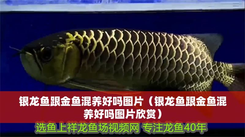 銀龍魚跟金魚混養(yǎng)好嗎圖片（銀龍魚跟金魚混養(yǎng)好嗎圖片欣賞）
