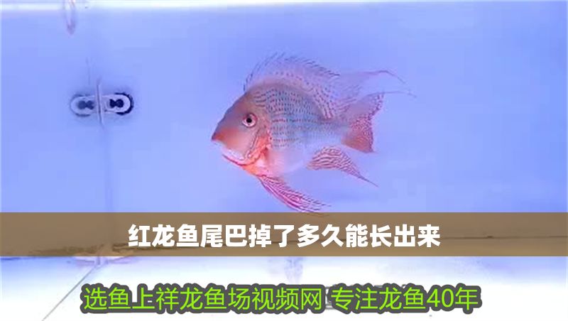 紅龍魚尾巴掉了多久能長出來