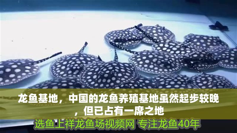 龍魚基地，中國的龍魚養殖基地雖然起步較晚，但已占有一席之地