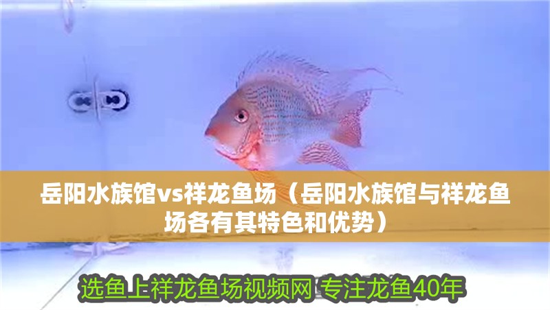 岳陽水族館vs祥龍魚場（岳陽水族館與祥龍魚場各有其特色和優勢）