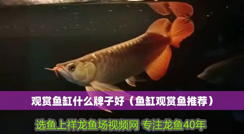 觀賞魚缸什么牌子好（魚缸觀賞魚推薦）