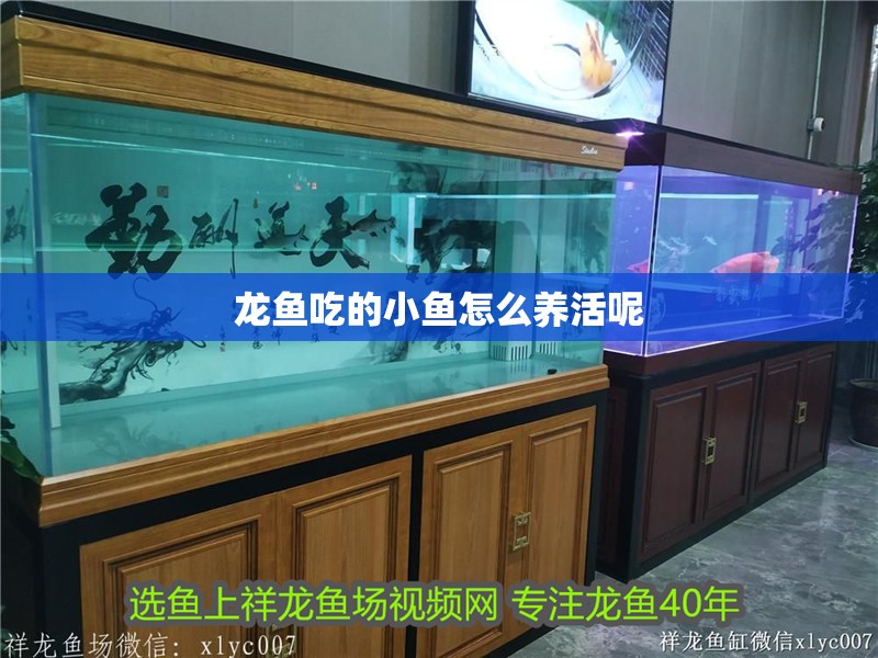 龍魚吃的小魚怎么養活呢