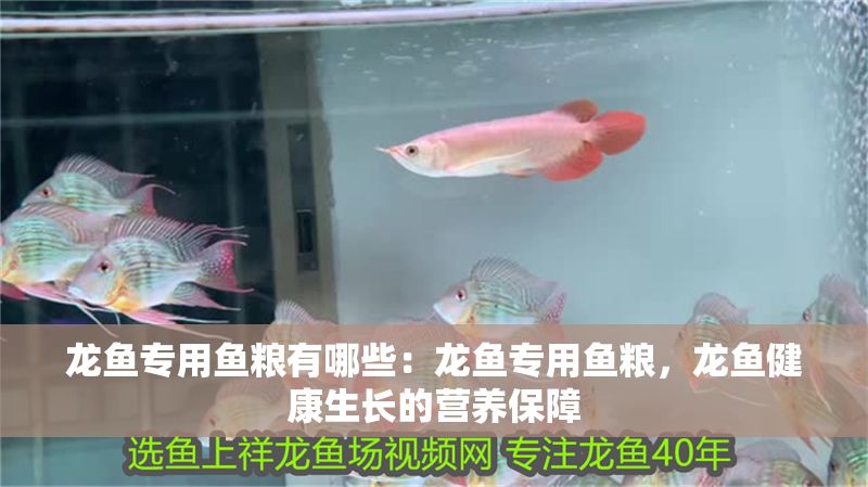 龍魚專用魚糧有哪些：龍魚專用魚糧，龍魚健康生長(zhǎng)的營(yíng)養(yǎng)保障