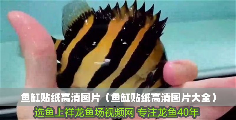 魚缸貼紙高清圖片（魚缸貼紙高清圖片大全）