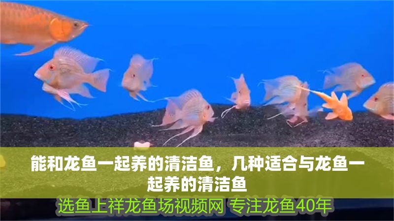 能和龍魚一起養的清潔魚，幾種適合與龍魚一起養的清潔魚