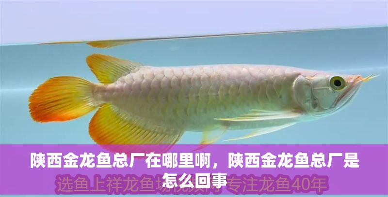 陜西金龍魚總廠在哪里啊，陜西金龍魚總廠是怎么回事