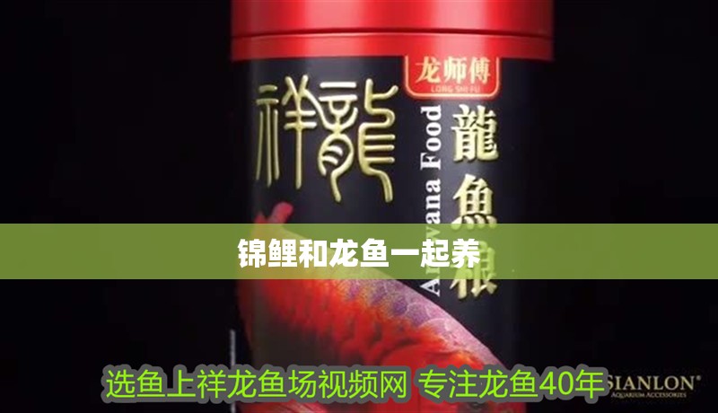 錦鯉和龍魚一起養