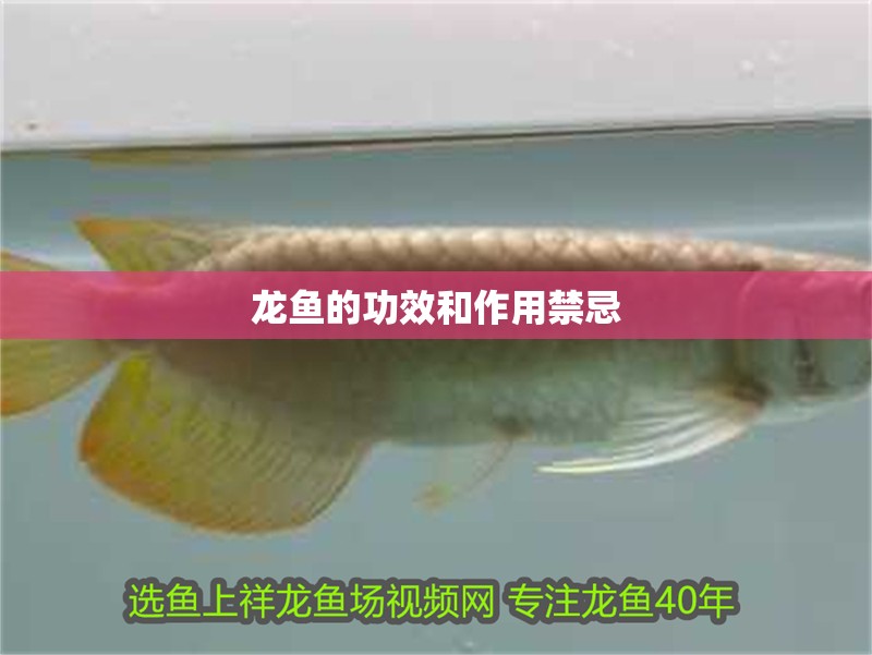 龍魚的功效和作用禁忌