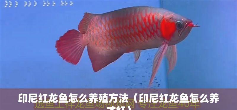 印尼紅龍魚怎么養殖方法（印尼紅龍魚怎么養才紅）