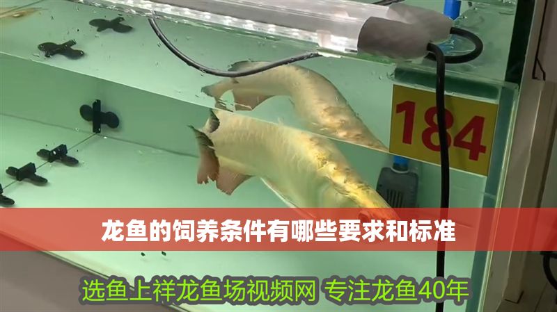 龍魚的飼養條件有哪些要求和標準
