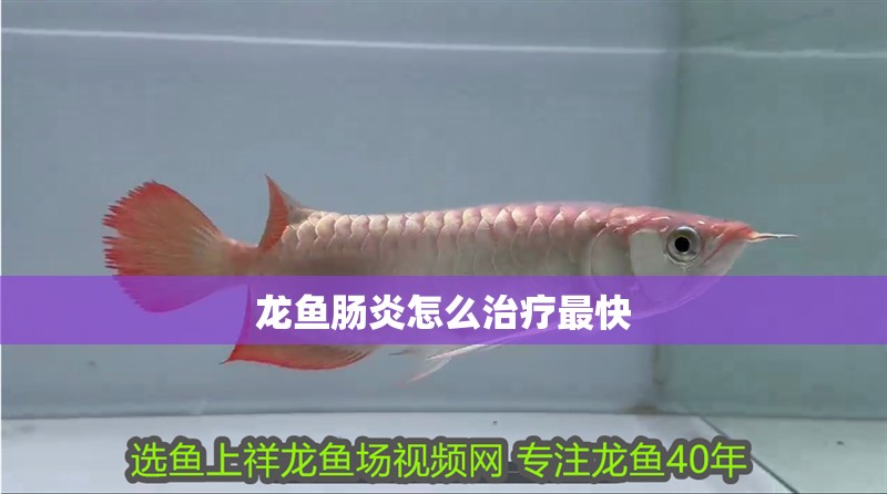 龍魚腸炎怎么治療最快 龍魚腸炎怎么治療最快 龍魚百科 第1張