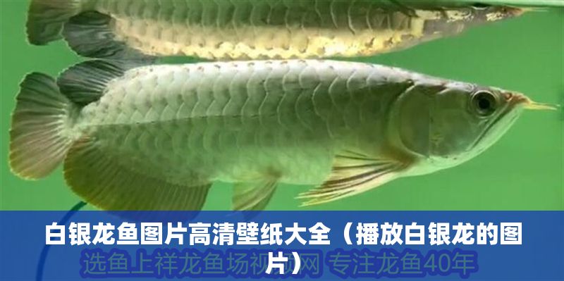 白銀龍魚圖片高清壁紙大全(播放白銀龍的圖片)