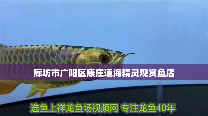 廊坊市廣陽區(qū)康莊道海精靈觀賞魚店