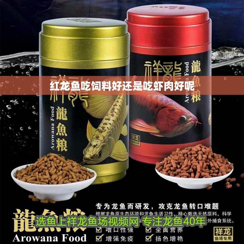 紅龍魚吃飼料好還是吃蝦肉好呢